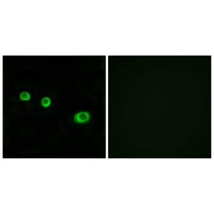 Immunofluorescence - Anti-GBP1 Antibody (C12390) - Antibodies.com