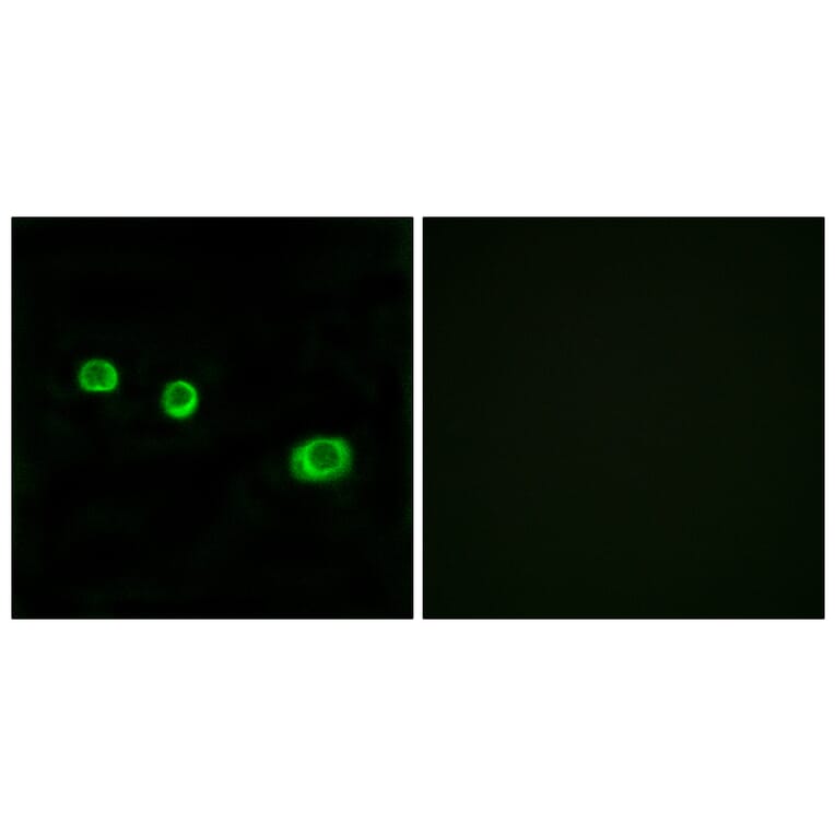 Immunofluorescence - Anti-GBP1 Antibody (C12390) - Antibodies.com