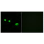 Immunofluorescence - Anti-GBP1 Antibody (C12390) - Antibodies.com