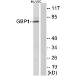 Western Blot - Anti-GBP1 Antibody (C12390) - Antibodies.com