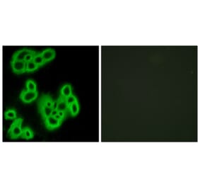Immunofluorescence - Anti-FPR1 Antibody (G102) - Antibodies.com