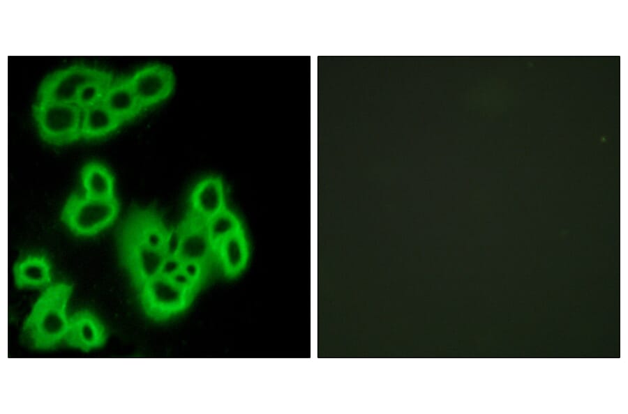 Immunofluorescence - Anti-FPR1 Antibody (G102) - Antibodies.com