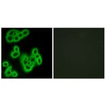 Immunofluorescence - Anti-FPR1 Antibody (G102) - Antibodies.com