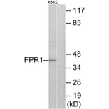 Western Blot - Anti-FPR1 Antibody (G102) - Antibodies.com