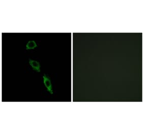 Immunofluorescence - Anti-ERAS Antibody (C16000) - Antibodies.com