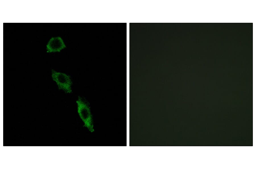 Immunofluorescence - Anti-ERAS Antibody (C16000) - Antibodies.com