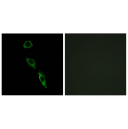 Immunofluorescence - Anti-ERAS Antibody (C16000) - Antibodies.com