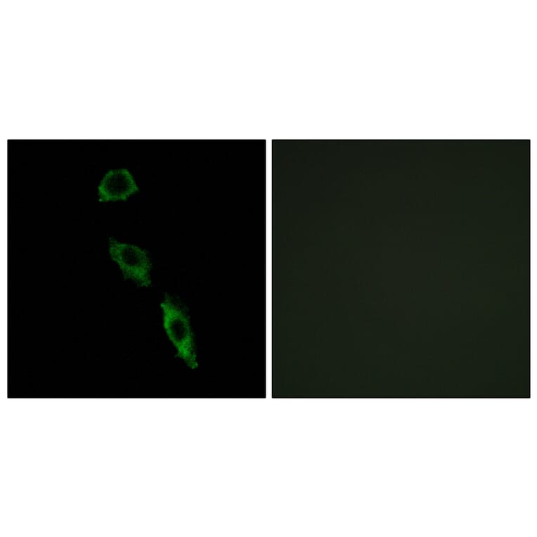 Immunofluorescence - Anti-ERAS Antibody (C16000) - Antibodies.com