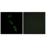 Immunofluorescence - Anti-ERAS Antibody (C16000) - Antibodies.com