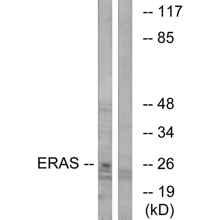 Western Blot - Anti-ERAS Antibody (C16000) - Antibodies.com