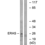 Western Blot - Anti-ERAS Antibody (C16000) - Antibodies.com