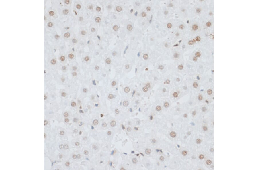 Anti-hmgb1 Antibody (a12694) 