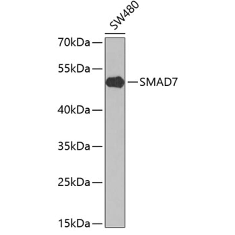 smad7 antibody