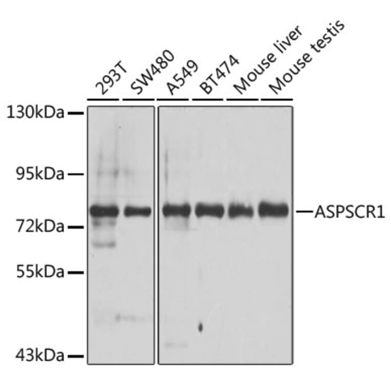 Anti Aspscr1 Antibody A Antibodies Com
