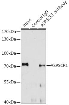 Anti Aspscr1 Antibody A Antibodies Com