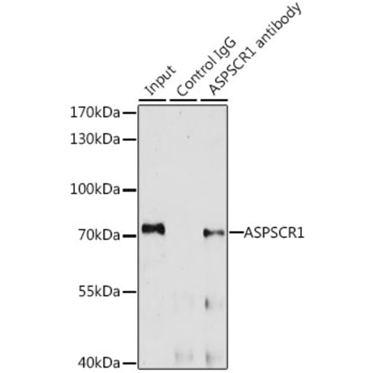 Anti Aspscr1 Antibody A Antibodies Com