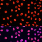 Immunofluorescence - Anti-Lapin IgG (H+L) (Cy3) (AS007) - Antibodies.com