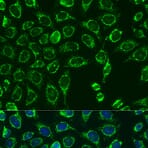 Immunofluorescenza - Anti-Coniglio IgG (H+L) (FITC) (AS011) - Antibodies.com