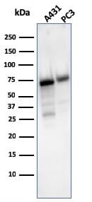 cd4973