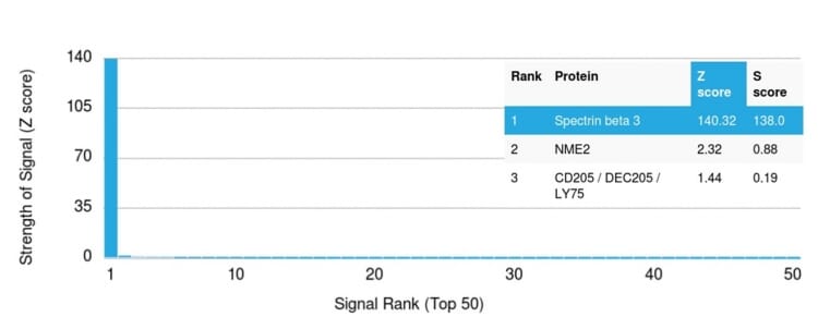 Protein Array - Anti-beta III Spectrin Antibody [SPTBN2/1584] - BSA and Azide free (A253226) - Antibodies.com