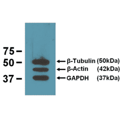 Western Blot - Anti-beta Tubulin Antibody [BT7R] (A85273) - Antibodies.com