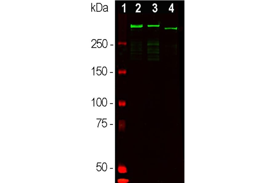 Western Blot - Anti-MAP2 Antibody (A85363) - Antibodies.com