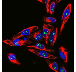 Immunofluorescence - Anti-Fibrillarin Antibody (A85462) - Antibodies.com