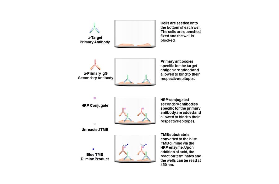 Dna Pk Cell Based Elisa Kit A Antibodies Com