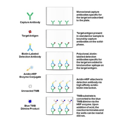 Human IL-2 ELISA Kit (A101928) | Antibodies.com