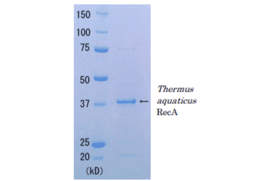 Thermus aquaticus RecA (Functional) (A203)