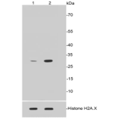Anti-Histone H1.3/H1.4 Antibody (A32295)