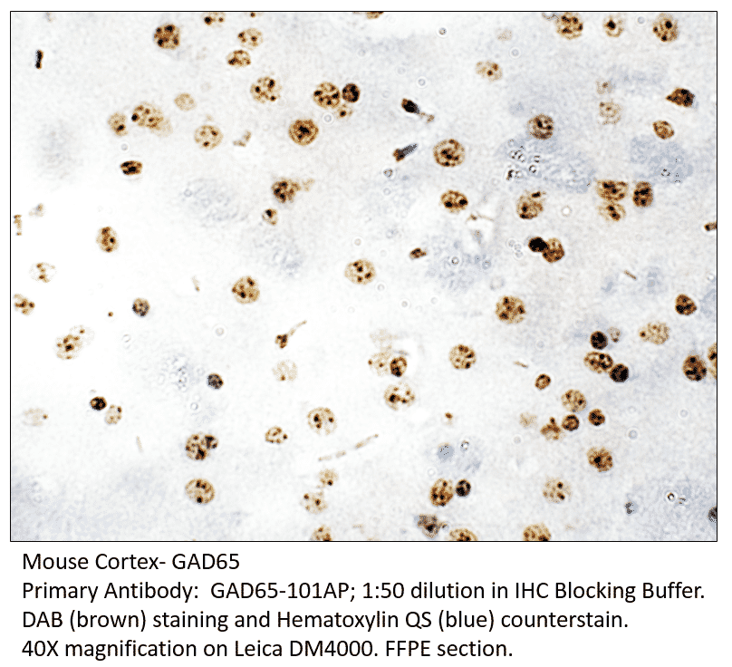 anti-gad65-antibody-a54677-antibodies