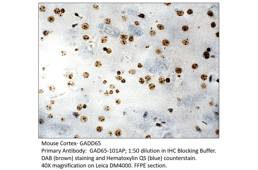 anti-gad65-antibody-a54677-antibodies