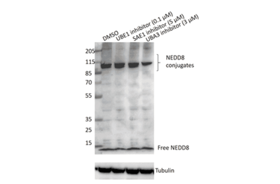 Western Blot - Anti-NEDD8 antibody (A1339) - Antibodies.com Review