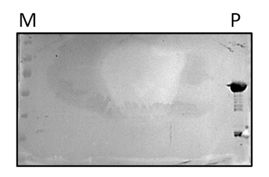 Western Blot - Goat Anti-Rabbit IgG H&L Antibody (HRP) (A17345) - Antibodies.com Review