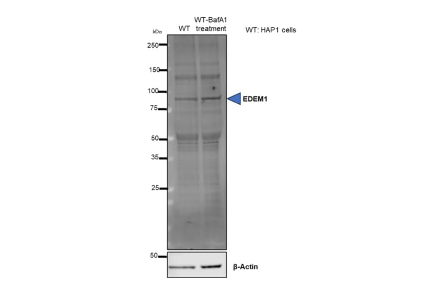 Western Blot - Anti-EDEM1 Antibody (A28873) - Antibodies.com Review