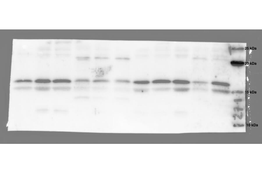 Western Blot - Anti-GHRL Antibody (A43994) Antibodies.com Review