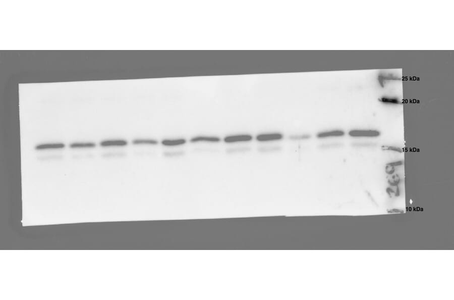 Western Blot - Anti-GHRL Antibody (A43994) antibodies.com Review