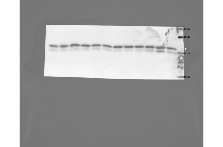 Y - 2024 antibodies.com Review