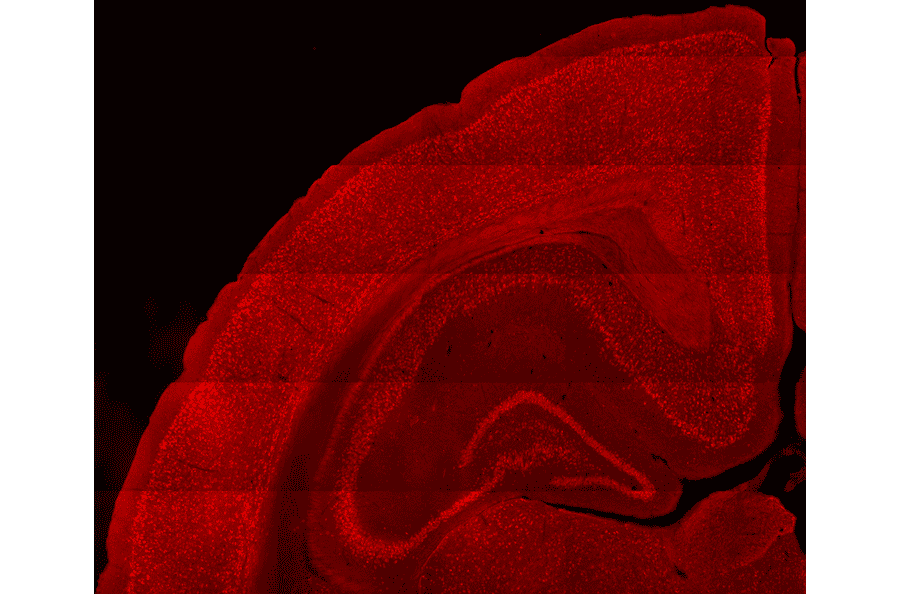 Immunofluorescence - Anti-NeuN Antibody (A85403) bat brain widefield image - Antibodies.com Review