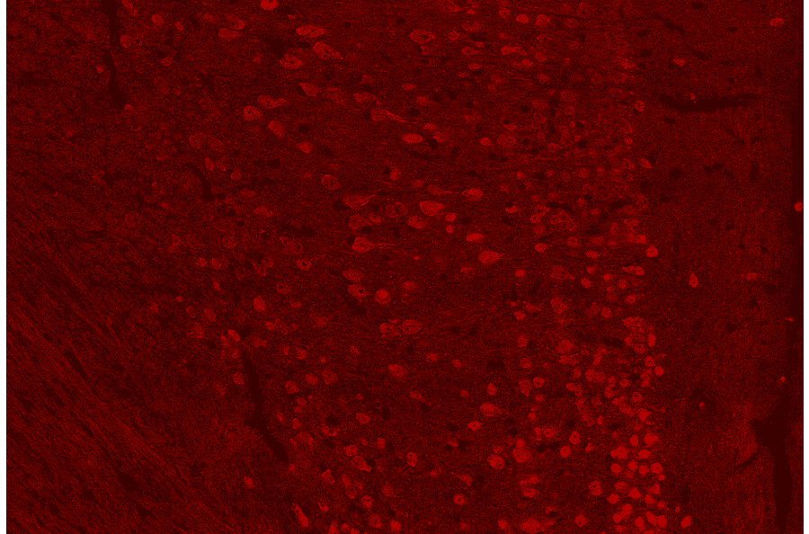 Retrosplenial cortex NeuN staining using Anti-NeuN Antibody (A85403) - Antibodies.com Review