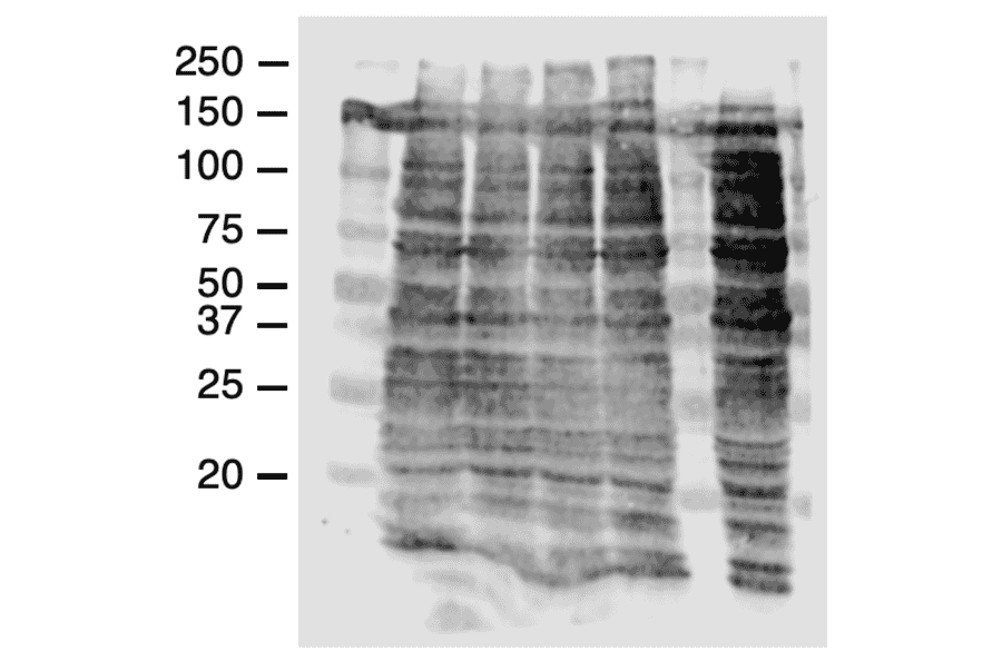 Western Blot - Anti-HMGCR Antibody (A88058) Antibodies.com Review