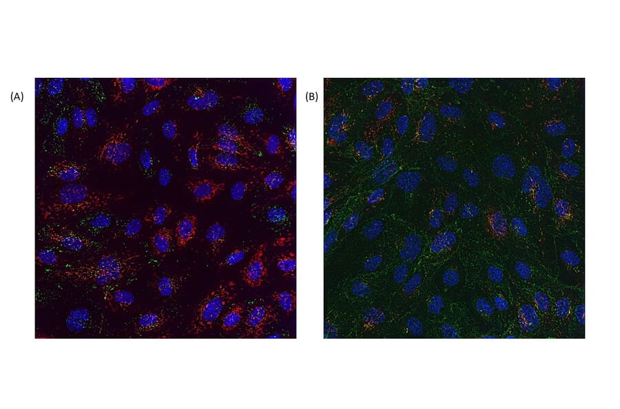 Immunofluorescence - Anti-CRACR2A Antibody (A89954) - - Antibodies.com Review
