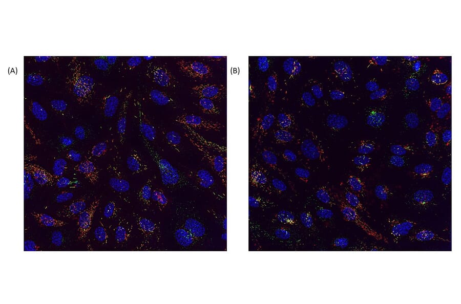 Immunofluorescence - Anti-CRACR2A Antibody (A89955) - - Antibodies.com Review