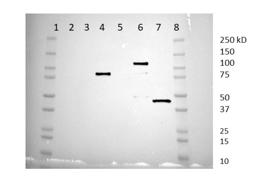 Western blot - Anti-CRACR2A Antibody (A89955) - antibodies.com Review
