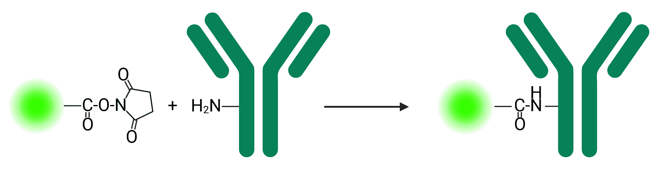 Diagram of NHS ester conjugation reaction with a primary amine on an antibody
