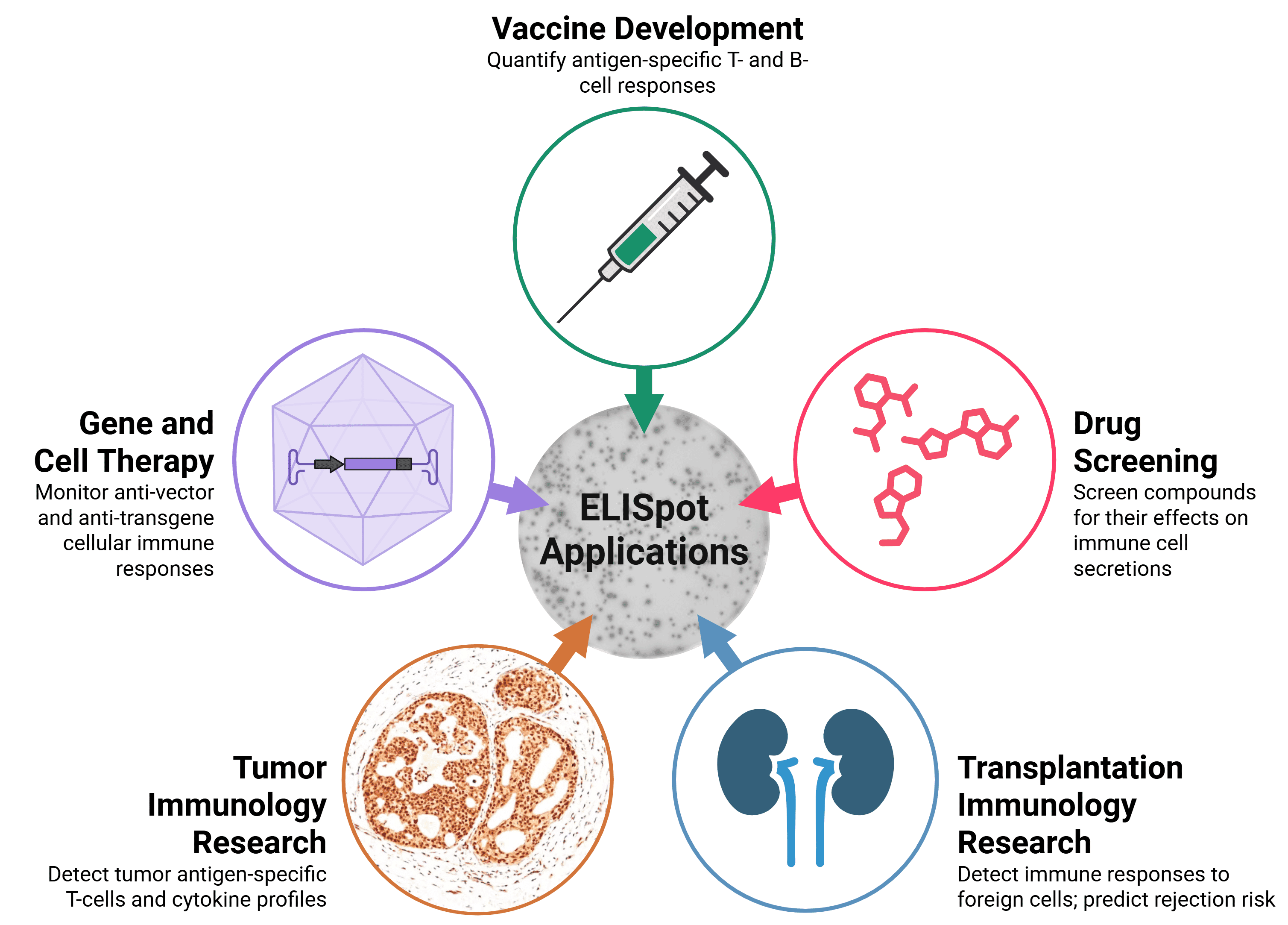 Schematic of the applications of ELISpots in research
