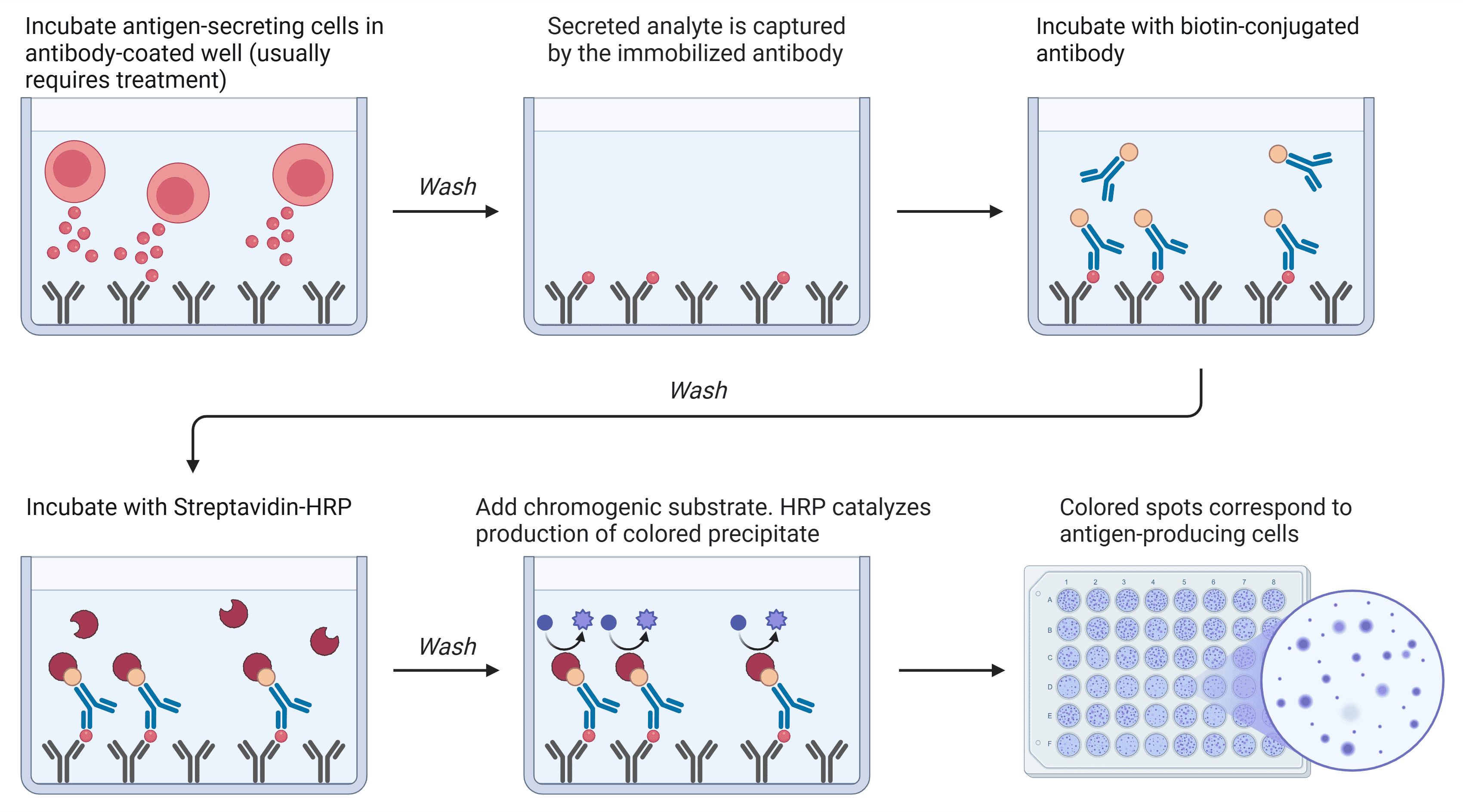 Diagram of ELISpot Assay workflow