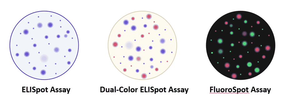 Representation of ELISpot assay vs Dual-Color ELISpot vs FluoroSpts assay