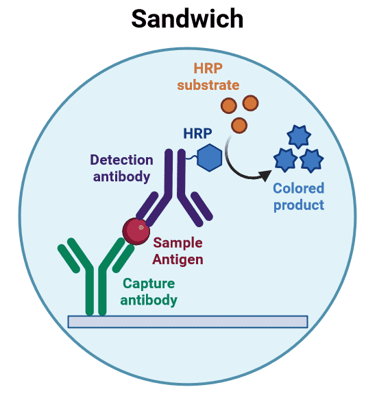 Sandwich ELISA